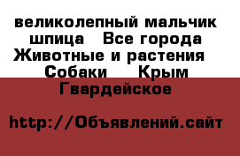 великолепный мальчик шпица - Все города Животные и растения » Собаки   . Крым,Гвардейское